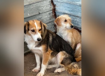 Hübsche Stella sucht ihr Glück 
