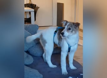 Süße Delia (5 Mon, 28 cm, 5,5 kg)sucht liebevolles Heim