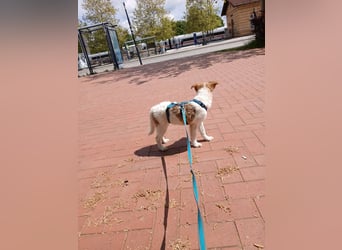 Süße Delia (5 Mon, 28 cm, 5,5 kg)sucht liebevolles Heim