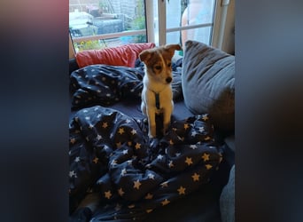 Süße Delia (5 Mon, 28 cm, 5,5 kg)sucht liebevolles Heim