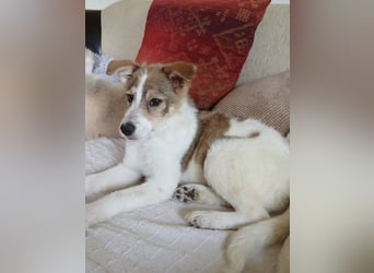 Süße Delia (5 Mon, 28 cm, 5,5 kg)sucht liebevolles Heim