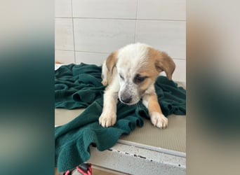 Süße italienische Mischlingskinder  YUNA RUBY ALINA & AIKO