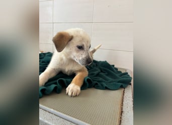 Süße italienische Mischlingskinder  YUNA RUBY ALINA & AIKO