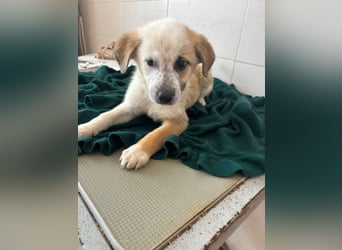 Süße italienische Mischlingskinder  YUNA RUBY ALINA & AIKO