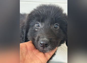 Süße italienische Mischlingskinder  YUNA RUBY ALINA & AIKO