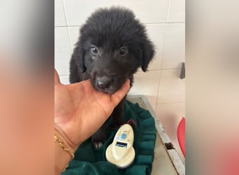 Süße italienische Mischlingskinder  YUNA RUBY ALINA & AIKO