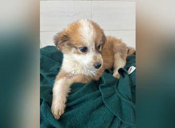 Süße italienische Mischlingskinder  YUNA RUBY ALINA & AIKO