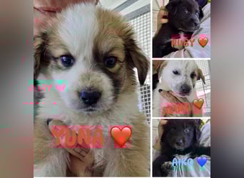 Süße italienische Mischlingskinder  YUNA RUBY ALINA & AIKO