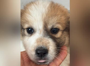 Süße italienische Mischlingskinder  YUNA RUBY ALINA & AIKO