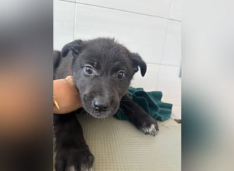 Süße italienische Mischlingskinder  YUNA RUBY ALINA & AIKO