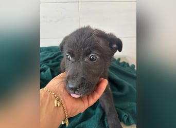 Süße italienische Mischlingskinder  YUNA RUBY ALINA & AIKO