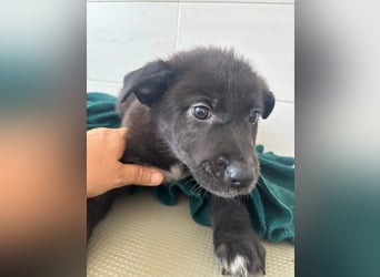 Süße italienische Mischlingskinder  YUNA RUBY ALINA & AIKO