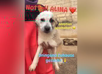 Notruf FÜR DIE KLEINE ALINA ❤️