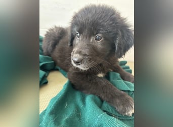 Süße italienische Mischlingskinder  YUNA RUBY ALINA & AIKO