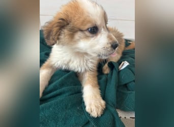 Süße italienische Mischlingskinder  YUNA RUBY ALINA & AIKO