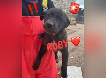 Notruf FÜR DIE KLEINE RUBY ❤️