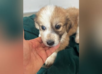 Süße italienische Mischlingskinder  YUNA RUBY ALINA & AIKO