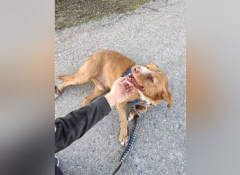 Perico