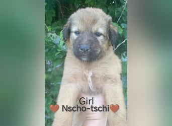 **Nsch-tschi** WAS IST EIN KLEINES WPENLEBEN IN RUMÄNIEN WERT❓ IM ZWEIFELFALL GARNICHTS❗