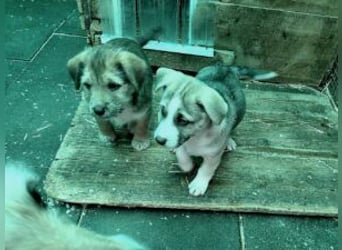 Linda , lebhaftes Hundemädchen