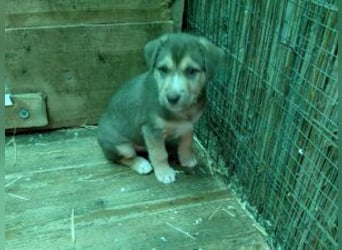 Merlin aufgeweckter Welpe