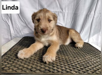 Linda , lebhaftes Hundemädchen