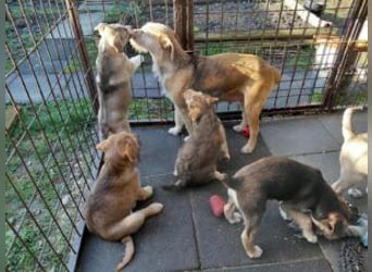 Buzz verspielter Welpe