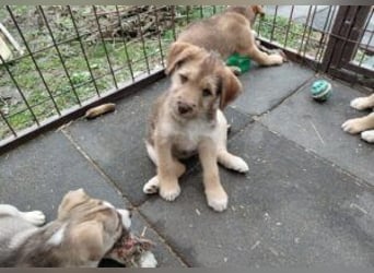 Linda , lebhaftes Hundemädchen