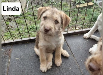 Linda , lebhaftes Hundemädchen