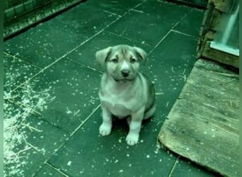 *RESERVIERT*Finn kleiner Lausbub