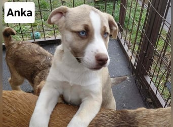 Anka 'die Anmutige' auf der zuche nach Ihrem Herzensmenschen