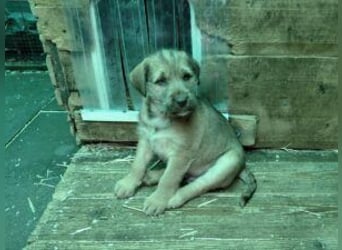 Buzz verspielter Welpe