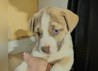 Anka 'die Anmutige' auf der zuche nach Ihrem Herzensmenschen