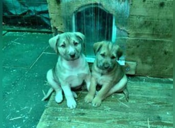 *RESERVIERT*Finn kleiner Lausbub