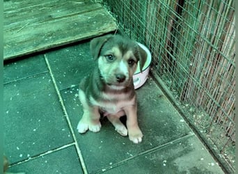 Merlin aufgeweckter Welpe