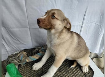 *RESERVIERT*Finn kleiner Lausbub