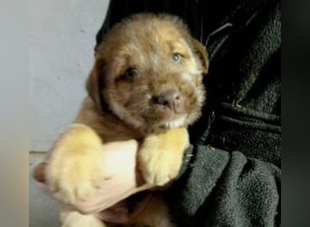 Buzz verspielter Welpe