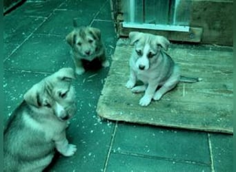 Anka 'die Anmutige' auf der zuche nach Ihrem Herzensmenschen