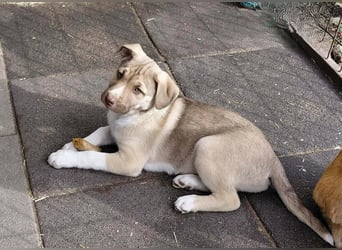 *RESERVIERT*Finn kleiner Lausbub