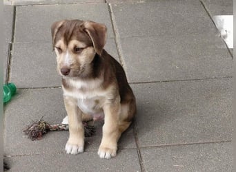 Merlin aufgeweckter Welpe