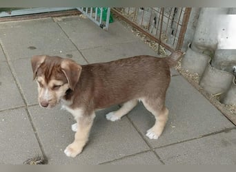 Merlin aufgeweckter Welpe