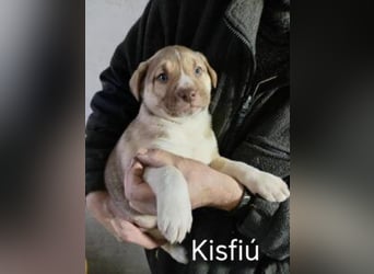 *RESERVIERT*Finn kleiner Lausbub