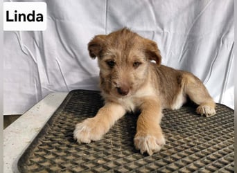 Linda , lebhaftes Hundemädchen