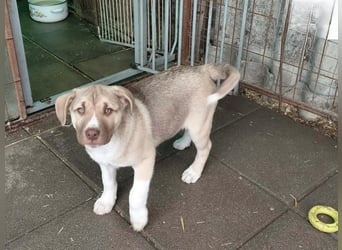 *RESERVIERT*Finn kleiner Lausbub