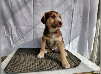 Merlin aufgeweckter Welpe