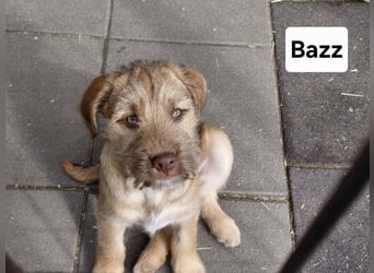 Buzz verspielter Welpe