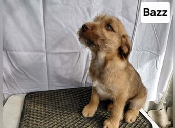 Buzz verspielter Welpe