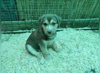 Merlin aufgeweckter Welpe