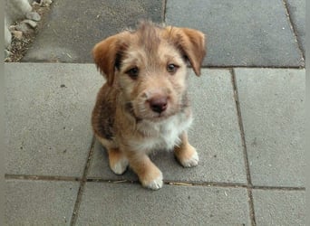 Linda , lebhaftes Hundemädchen