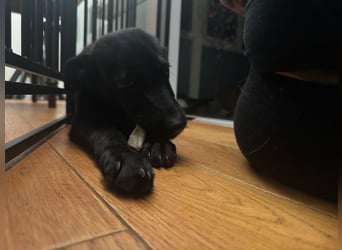 Nova sucht ihr Glück